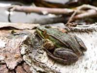 Pelophylax esculentus Lilla kalkbrottet, Klagshamns udde, Malmö, Skåne, Sweden 20160521_0205