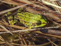 Pelophylax esculentus Lindängelunds rekreationsområde, Malmö, Skåne, Sweden 20230421_0119