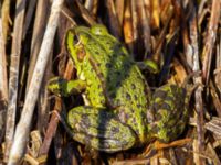 Pelophylax esculentus Mellandammen, Öresundsparken, Ribersborg, Malmö, Skåne, Sweden 20220328_0003