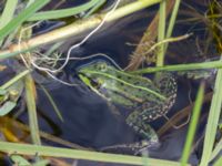 Pelophylax esculentus Skanörs ljung, Falsterbohalvön, Vellinge, Skåne, Sweden 20170627_0048