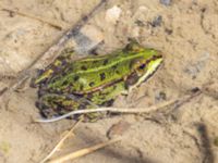 Pelophylax esculentus Västra fågeltornsdammen, Klagshamns udde, Malmö, Skåne, Sweden 20240512_0138