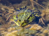 Pelophylax esculentus Västra fågeltornsdammen, Klagshamns udde, Malmö, Skåne, Sweden 20240512_0143