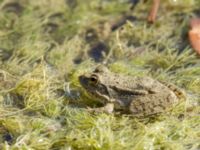 Pelophylax ridibundus 1.5 km SSE Aderbiyevka, Krasnodar, Russia 20160911_0970