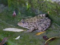 Pelophylax ridibundus Demergy, Crimea, Russia 20150918_0005