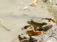 Pelophylax ridibundus Shirokaya Shchel, Krasnodar, Russia 20160911_0931