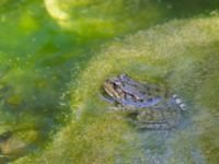 Pelophylax ridibundus Svirskoye ushele, Lazarevskoye, Krasnodar, Russia 20160913_1082