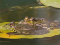 Pelophylax ridibundus Vorontsovskij Palace, Crimea, Russia 20150917_0066