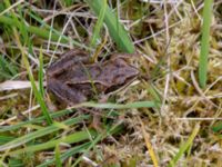 Rana arvalis Karlaby mosse, Östra Tommarp, Simrishamn, Skåne, Sweden 20190518_0122