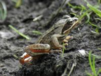 Rana arvalis Norra lunden, Ottenby, Mörbylånga, Öland, Sweden 20050529 397