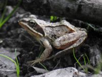 Rana arvalis Norra lunden, Ottenby, Mörbylånga, Öland, Sweden 20050529 400