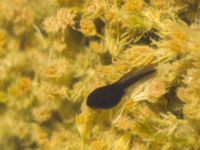 Rana arvalis larvae Stormaren, Mörbylånga, Öland, Sweden 20170526_0429