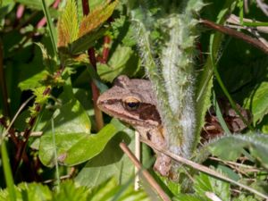 Rana dalmatina - Agile Frog - Långbensgroda