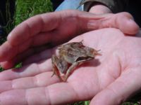 Rana dalmatina Stenshuvud, Simrishamn, Skåne, Sweden 20010609 001