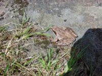 Rana dalmatina Stenshuvud, Simrishamn, Skåne, Sweden 20010609 002