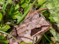 Rana dalmatina Stenshuvud, Simrishamn, Skåne, Sweden 20150503_0019