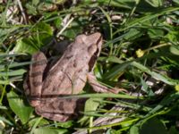 Rana dalmatina Stenshuvud, Simrishamn, Skåne, Sweden 20150503_0024