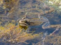 Rana macrocnemis Rivulet Southern Stepantsminda, Mtskheta-Mtianeti, Georgia 20180424_2444