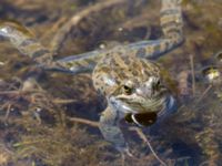 Rana macrocnemis Rivulet Southern Stepantsminda, Mtskheta-Mtianeti, Georgia 20180424_2445