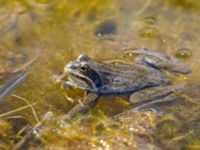 Rana macrocnemis Rivulet Southern Stepantsminda, Mtskheta-Mtianeti, Georgia 20180424_2449