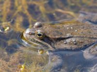 Rana macrocnemis Rivulet Southern Stepantsminda, Mtskheta-Mtianeti, Georgia 20180424_2450