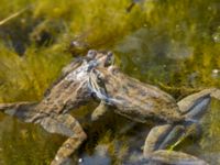 Rana macrocnemis Rivulet Southern Stepantsminda, Mtskheta-Mtianeti, Georgia 20180424_2454