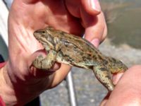 Rana macrocnemis Sno Valley, Stepantsminda, Mtskheta-Mtianeti, Georgia 20180425_3379