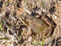 Rana temporaria Dammen, Ivö klack, Ivön, Kristianstad, Skåne, Sweden 20150820_0116