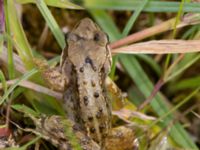 Rana temporaria Eskiltorps ängar, Vellinge, Skåne, Sweden 20150803_0001