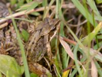 Rana temporaria Eskiltorps ängar, Vellinge, Skåne, Sweden 20150803_0002