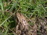 Rana temporaria Gessie ängar, Vellinge, Skåne, Sweden 20170703_0012