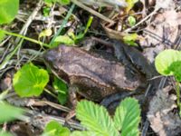 Rana temporaria Nordkalottenleden Boarrasacohkka-Pålnostugan-Baktajavri, Torne lappmark, Lappland, Sweden 20150709_0770