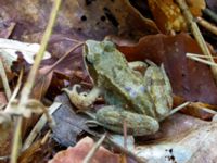 Rana temporaria Slåttåkra, Söderåsen, Klippan, Skåne, Sweden 20150514_0033