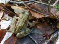 Rana temporaria Slåttåkra, Söderåsen, Klippan, Skåne, Sweden 20150514_0035