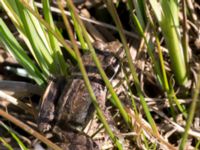 Rana temporaria Yngsjö, Kristianstad, Skåne, Sweden 20160505_0070