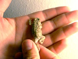 Pelobates syriacus - Eastern Spadefoot - Östlig lökgroda