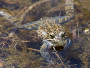 Rana macrocnemis - Iranian Long-Legged Frog - Kaukasisk långbensgroda