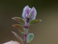 Thymus serpyllum et Aceria thomasi Skanörs ljung, Falsterbohalvön, Vellinge, Skåne, Sweden 20160617_0289