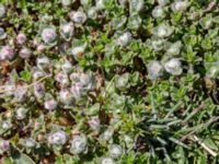 Thymus serpyllum ssp. serpyllum et Aceria thomasi Vårhallen, Simrishamn, Skåne, Sweden 20160606_0081