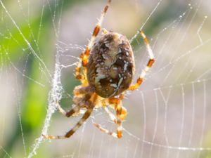 Araneus diadematus - Garden Cross Spider - Korsspindel