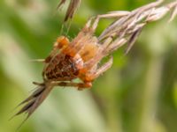 Araneus diadematus Djungelparken, Bunkeflostrand, Malmö, Skåne, Sweden 20220802_0046