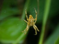 Araneus diadematus Terekudden, Malmö, Skåne, Sweden 20060815B 016