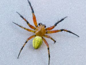 Araniella cucurbitina - Cucumber Green Spider - Lövgurkspindel