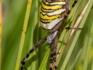 Argiope bruennichi - Wasp Spider - Getingspindel