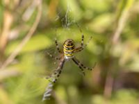 Argiope bruennichi Brunsångareudden, Klagshamns udde, Malmö, Skåne, Sweden 20240806_0159