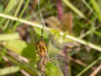 Argiope bruennichi Djungelparken, Bunkeflostrand, Malmö, Skåne, Sweden 20220802_0132