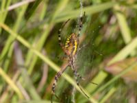 Argiope bruennichi Djungelparken, Bunkeflostrand, Malmö, Skåne, Sweden 20220802_0134