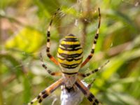 Argiope bruennichi Djungelparken, Bunkeflostrand, Malmö, Skåne, Sweden 20220802_0138