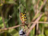 Argiope bruennichi Djungelparken, Bunkeflostrand, Malmö, Skåne, Sweden 20220802_0141