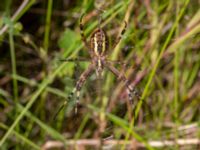 Argiope bruennichi Djungelparken, Bunkeflostrand, Malmö, Skåne, Sweden 20220802_0143