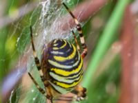 Argiope bruennichi Djungelparken, Bunkeflostrand, Malmö, Skåne, Sweden 20230819_0045